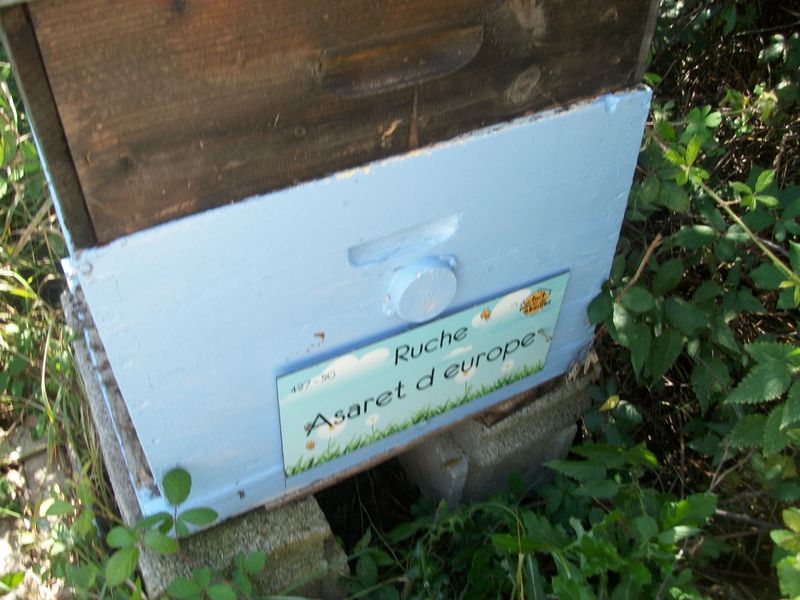 La ruche Asaret d europe