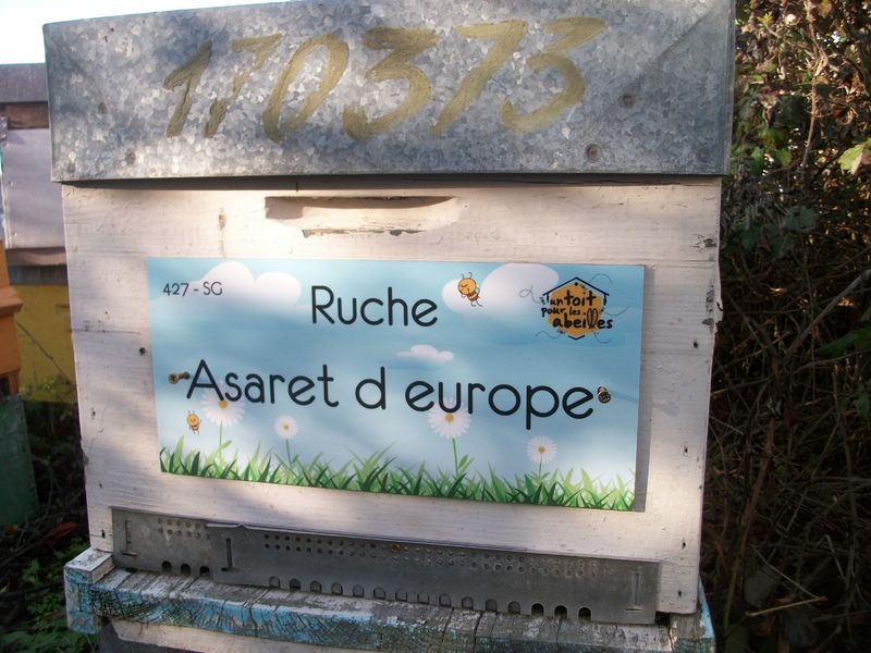 La ruche Asaret d europe