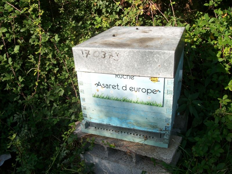La ruche Asaret d europe