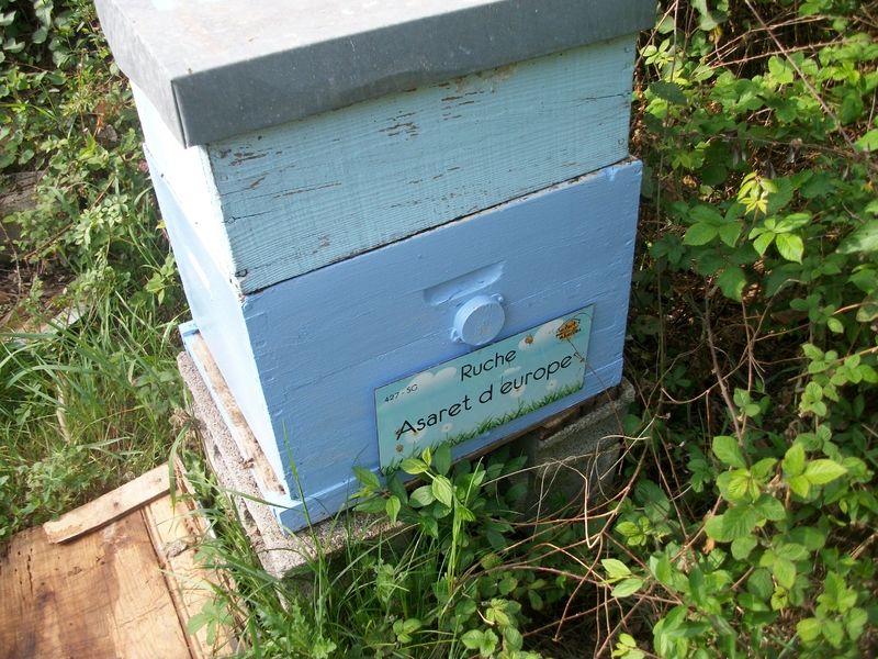 La ruche Asaret d europe