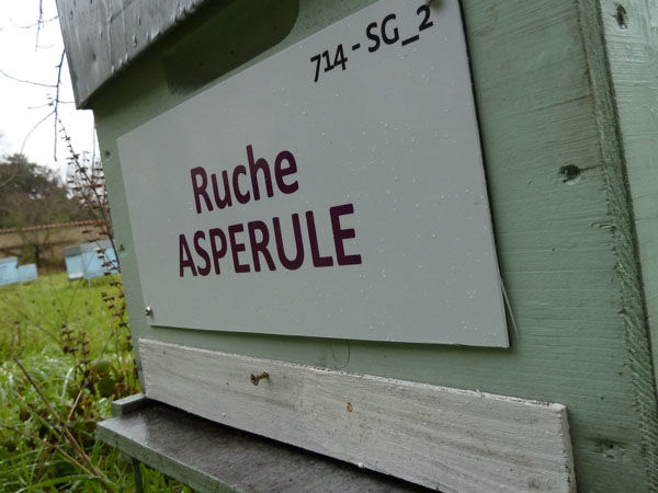 La ruche