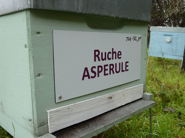 La ruche Aspérule