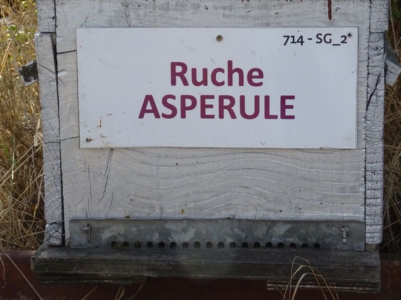 La ruche Aspérule