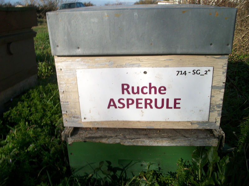 La ruche Aspérule