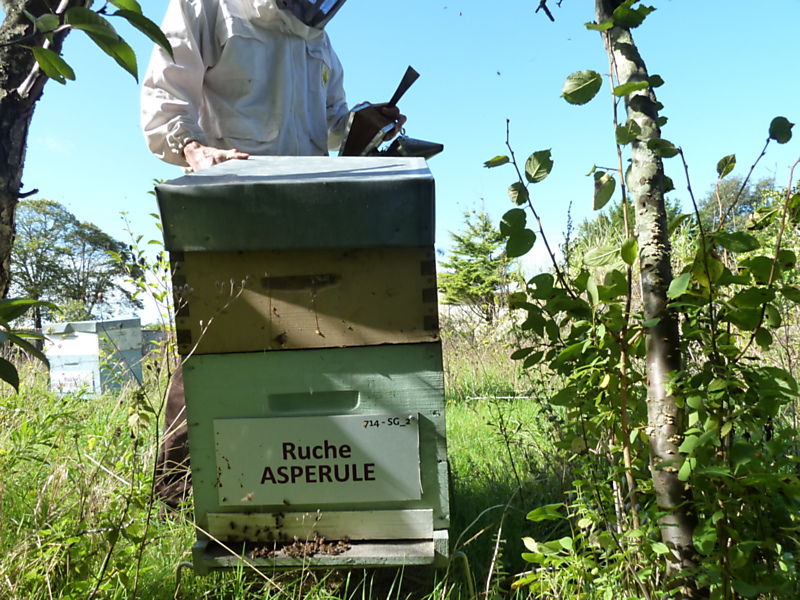 La ruche Aspérule
