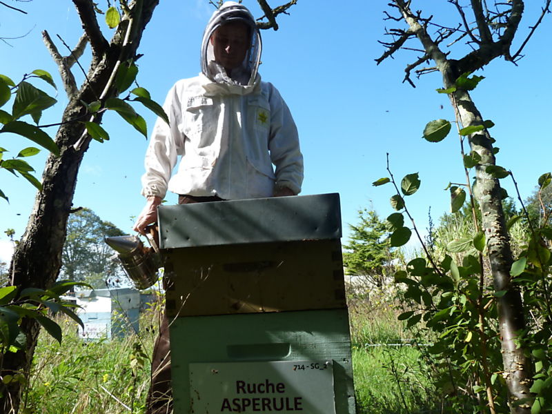 La ruche Aspérule