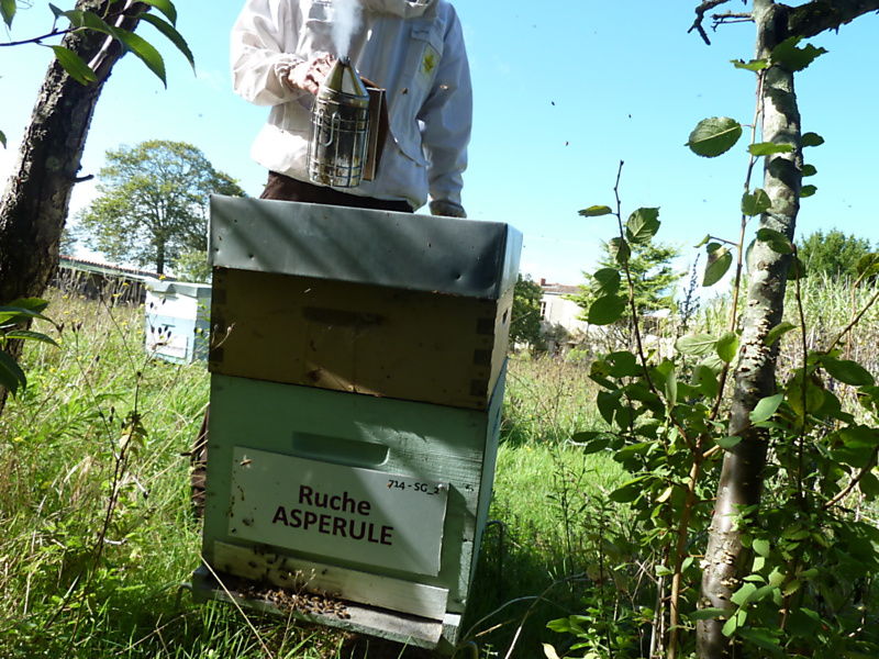 La ruche Aspérule