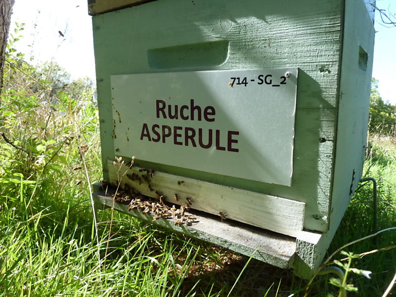 La ruche Aspérule