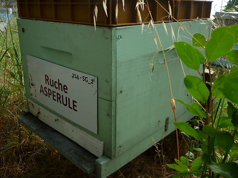 La ruche Aspérule