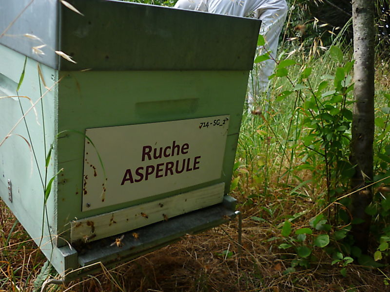 La ruche Aspérule