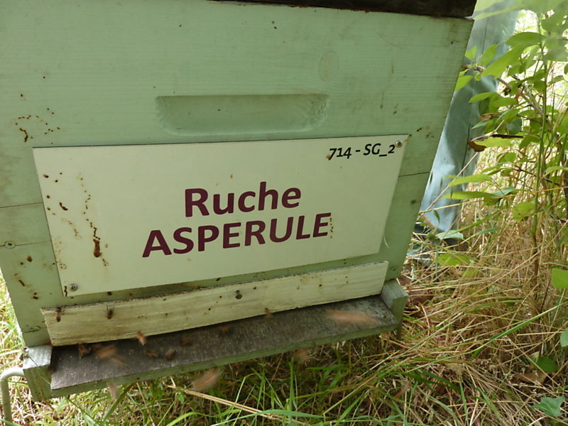 La ruche Aspérule