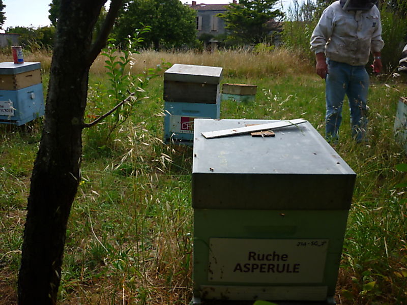 La ruche Aspérule