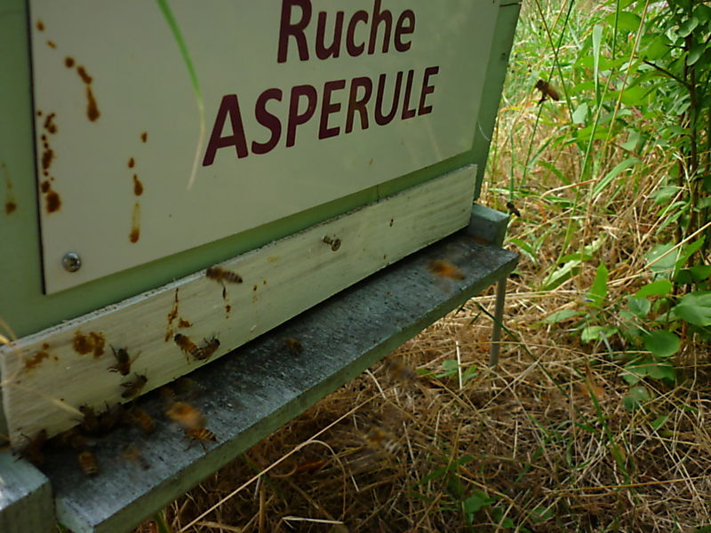 La ruche Aspérule