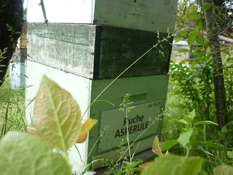 La ruche Aspérule