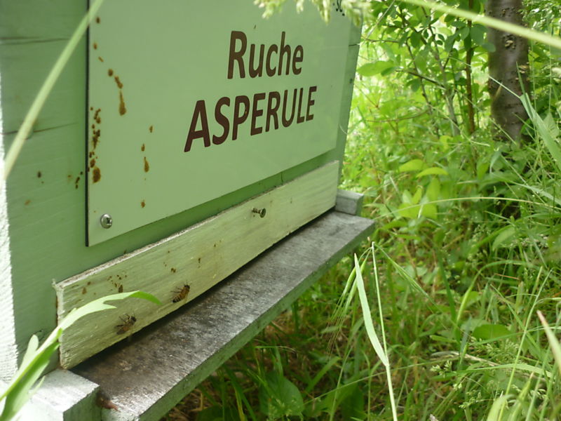 La ruche Aspérule