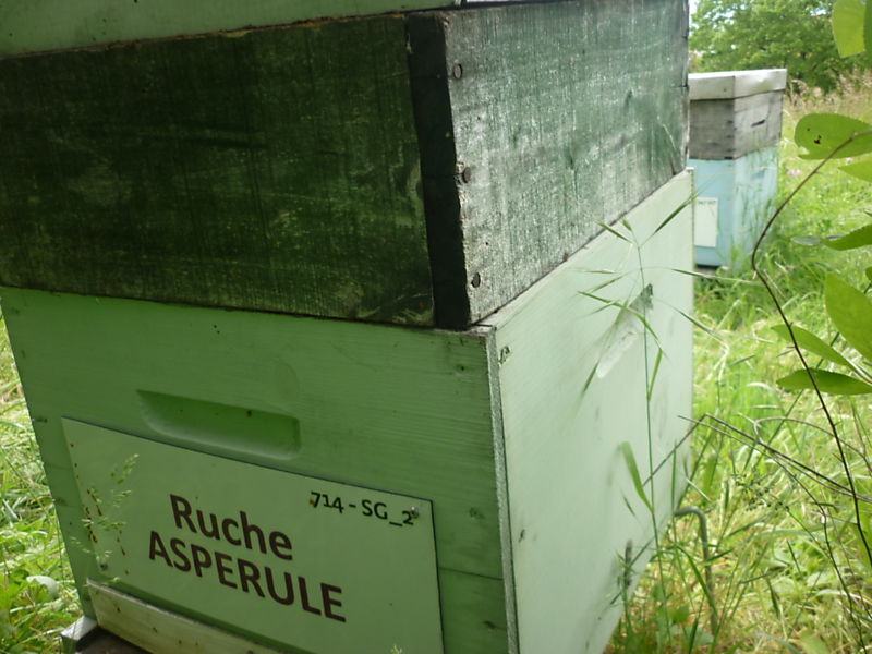 La ruche Aspérule