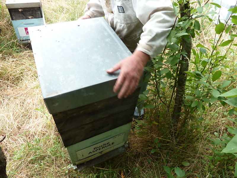 La ruche Aspérule