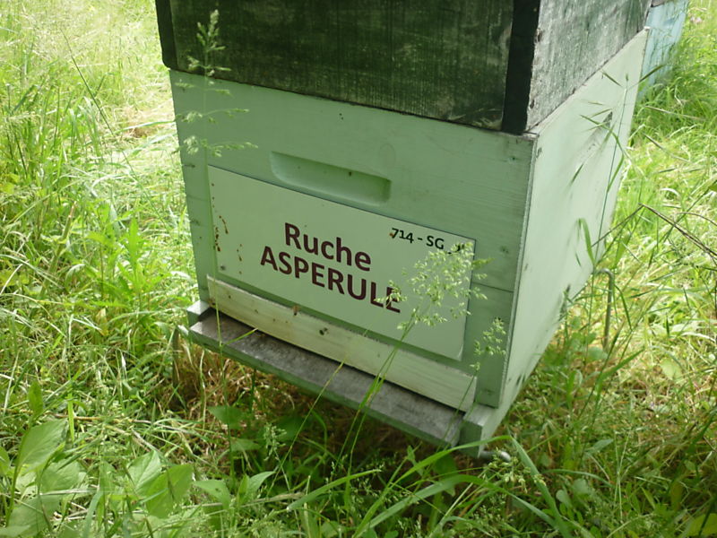 La ruche Aspérule