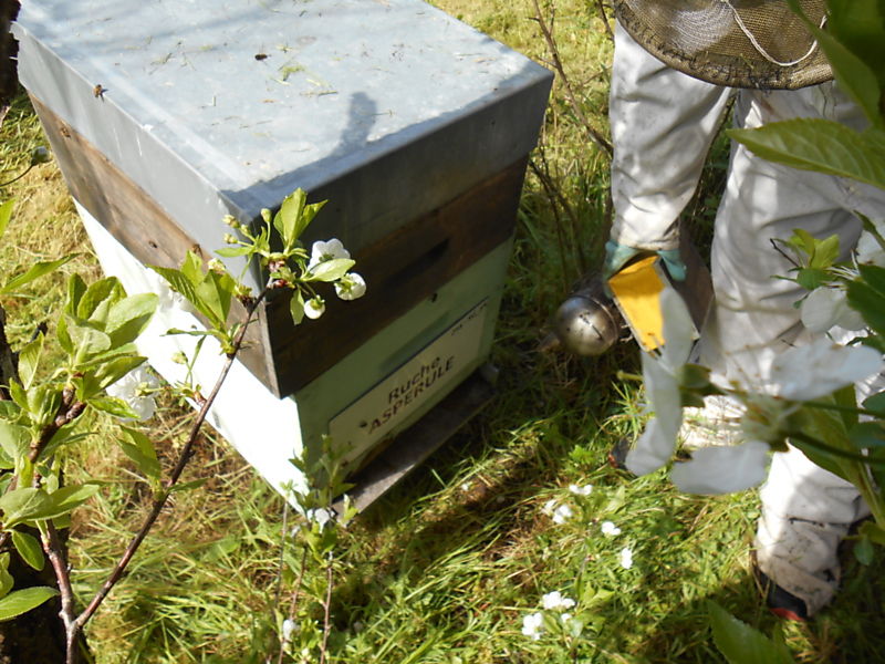 La ruche Aspérule