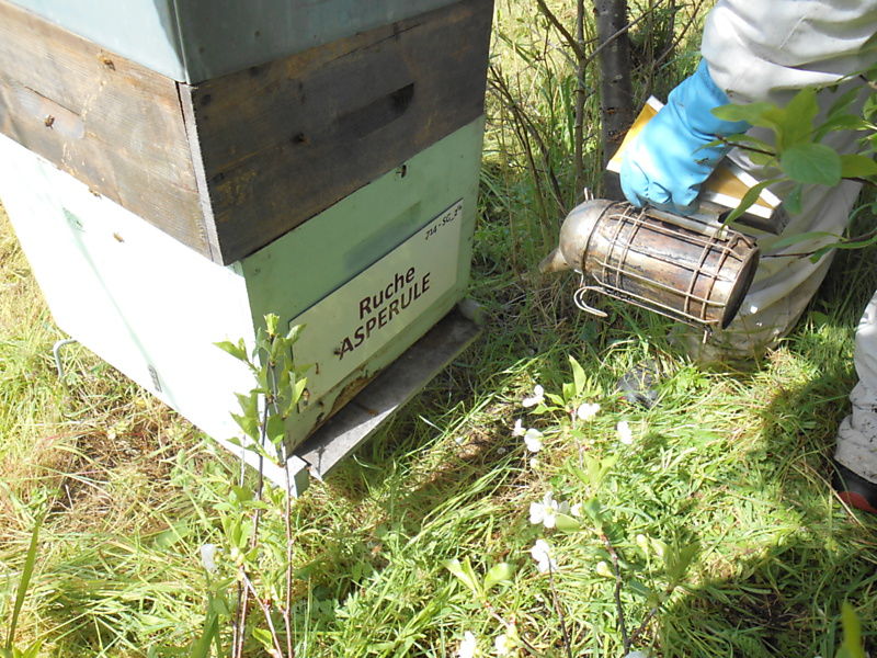 La ruche Aspérule