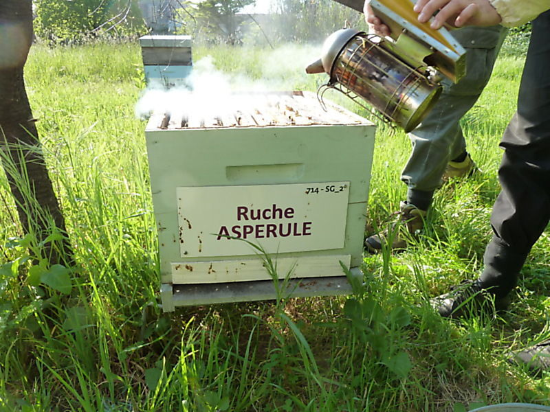 La ruche Aspérule