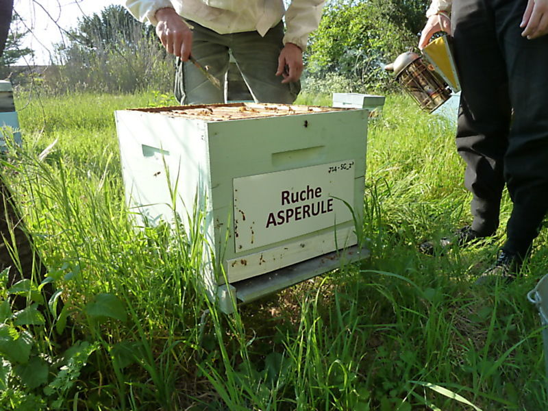 La ruche Aspérule