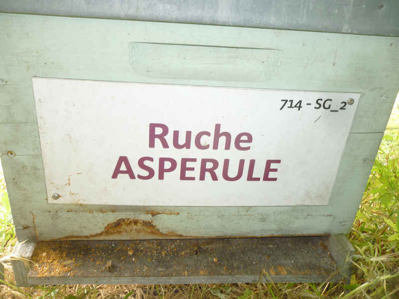 La ruche Aspérule