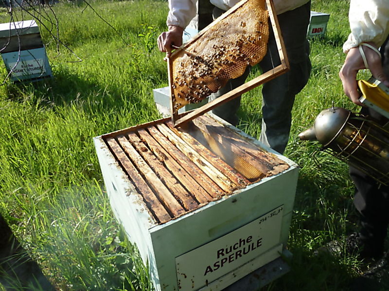 La ruche Aspérule