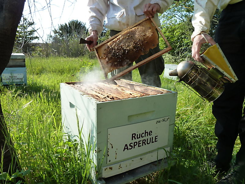 La ruche Aspérule