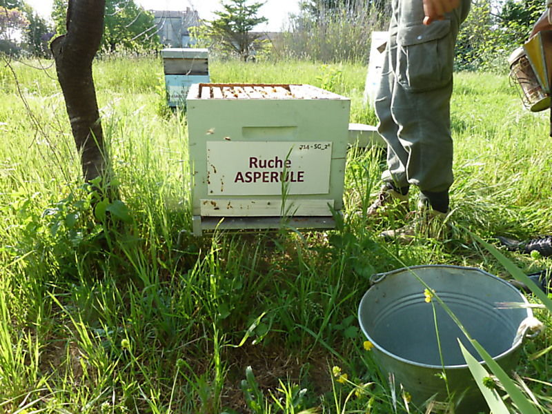 La ruche Aspérule