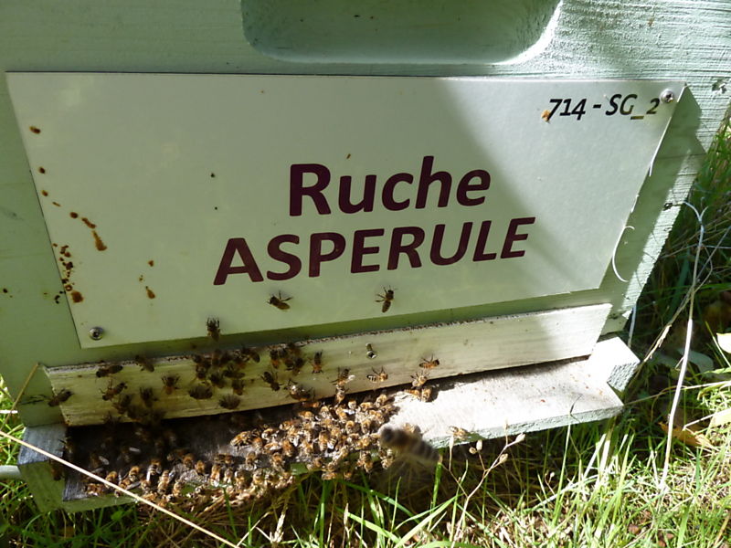 La ruche Aspérule