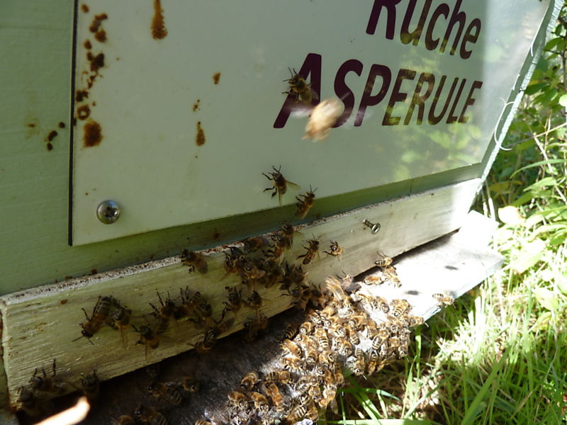 La ruche Aspérule
