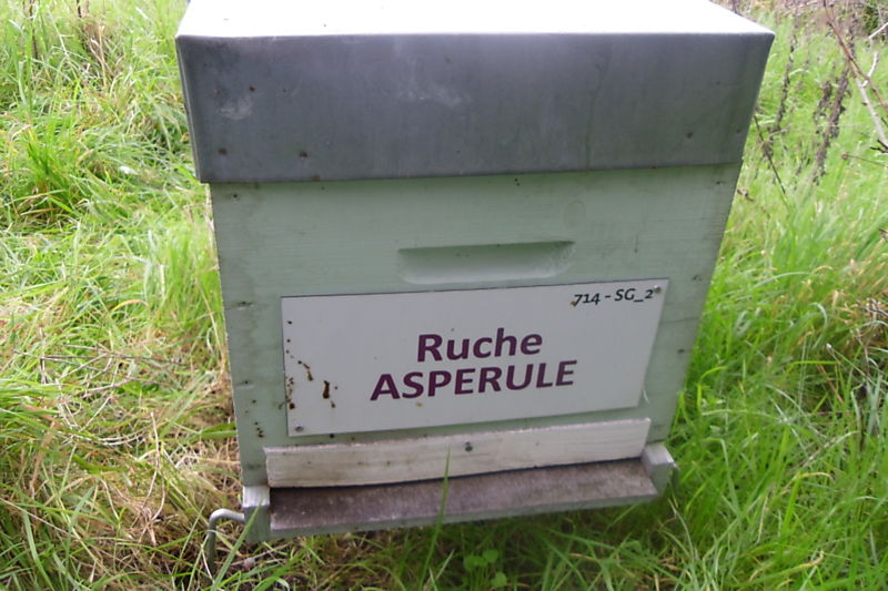 La ruche Aspérule