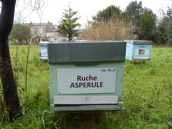 La ruche Aspérule
