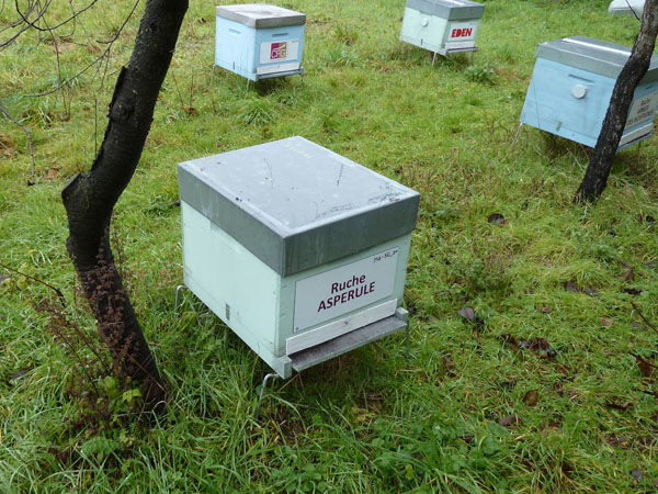 La ruche Aspérule