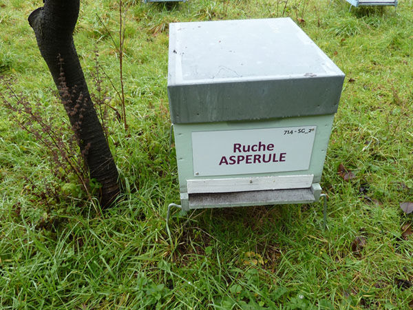 La ruche Aspérule