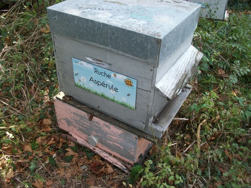 La ruche Aspérule