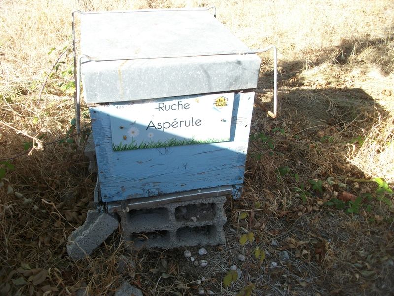 La ruche Aspérule