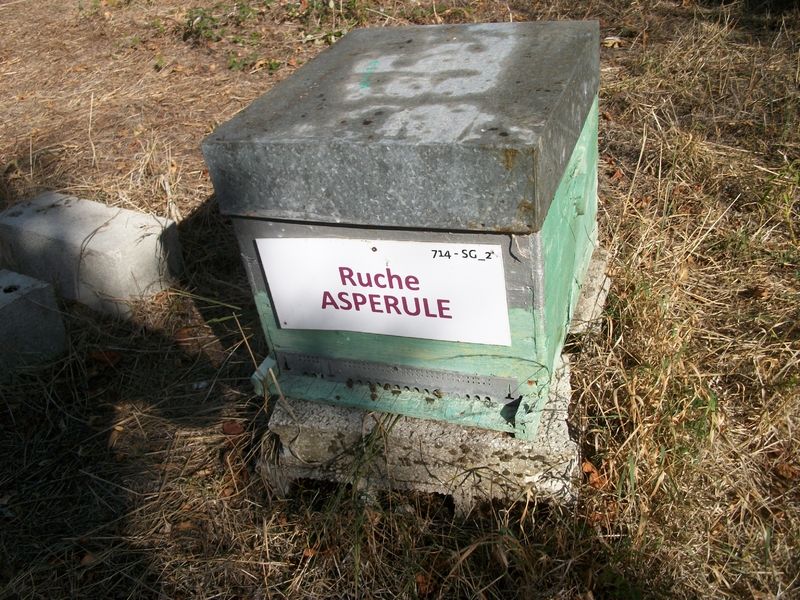 La ruche Aspérule