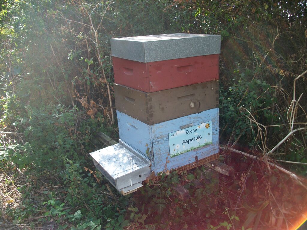 La ruche Aspérule