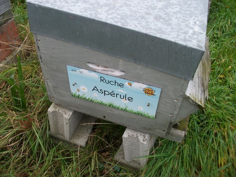 La ruche Aspérule