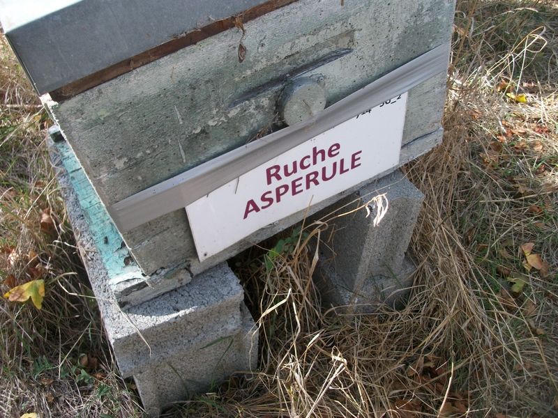 La ruche Aspérule