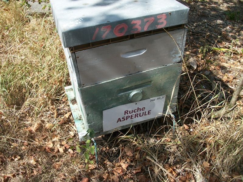 La ruche Aspérule