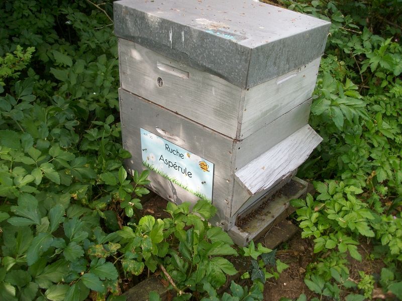 La ruche Aspérule
