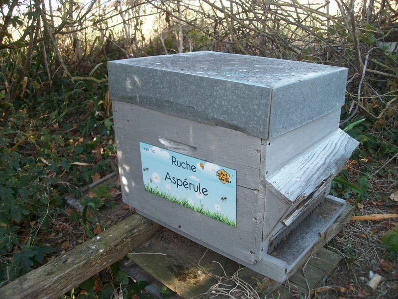 La ruche Aspérule
