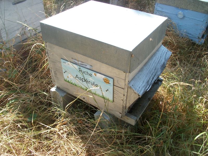 La ruche Aspérule