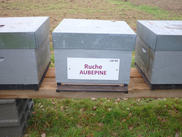 La ruche Aubépine