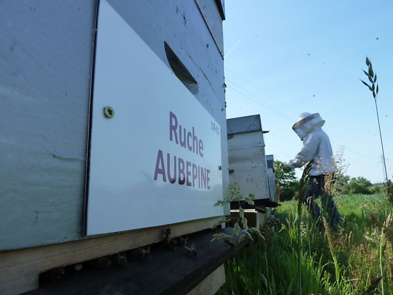 La ruche Aubépine