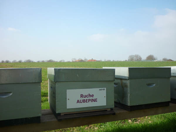 La ruche Aubépine