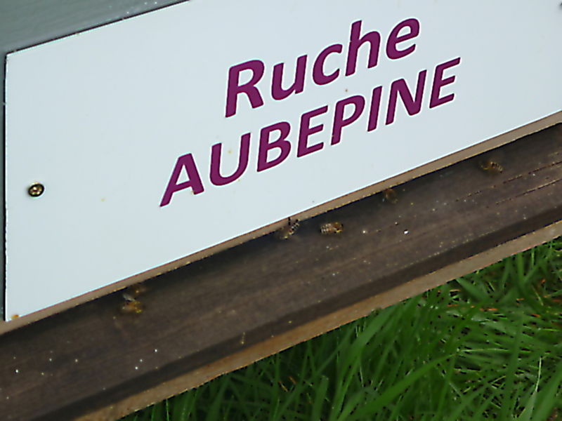 La ruche Aubépine